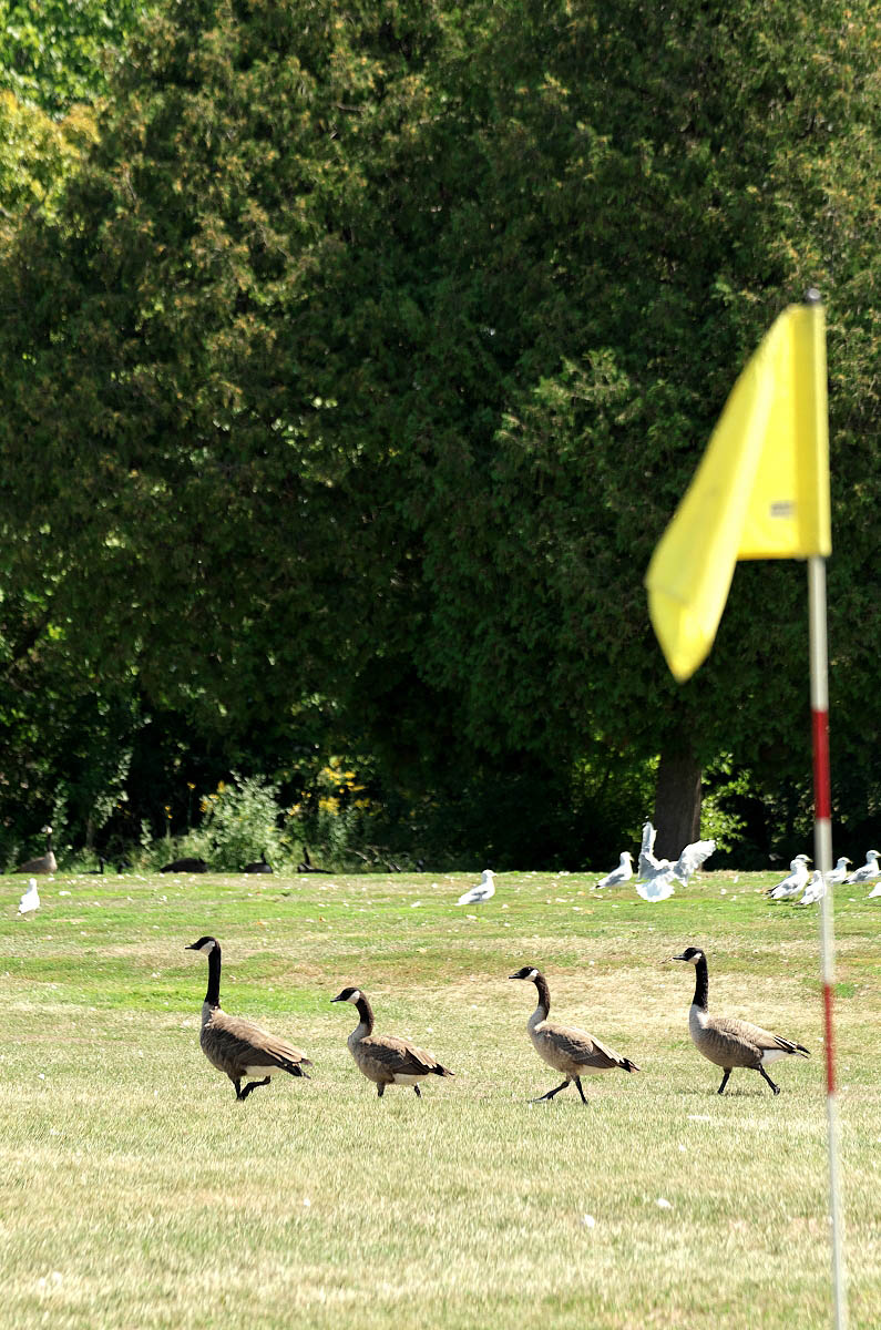 4 Canada Geese walk past golf green at Eganridge Golf and Contry Club before a wedding
