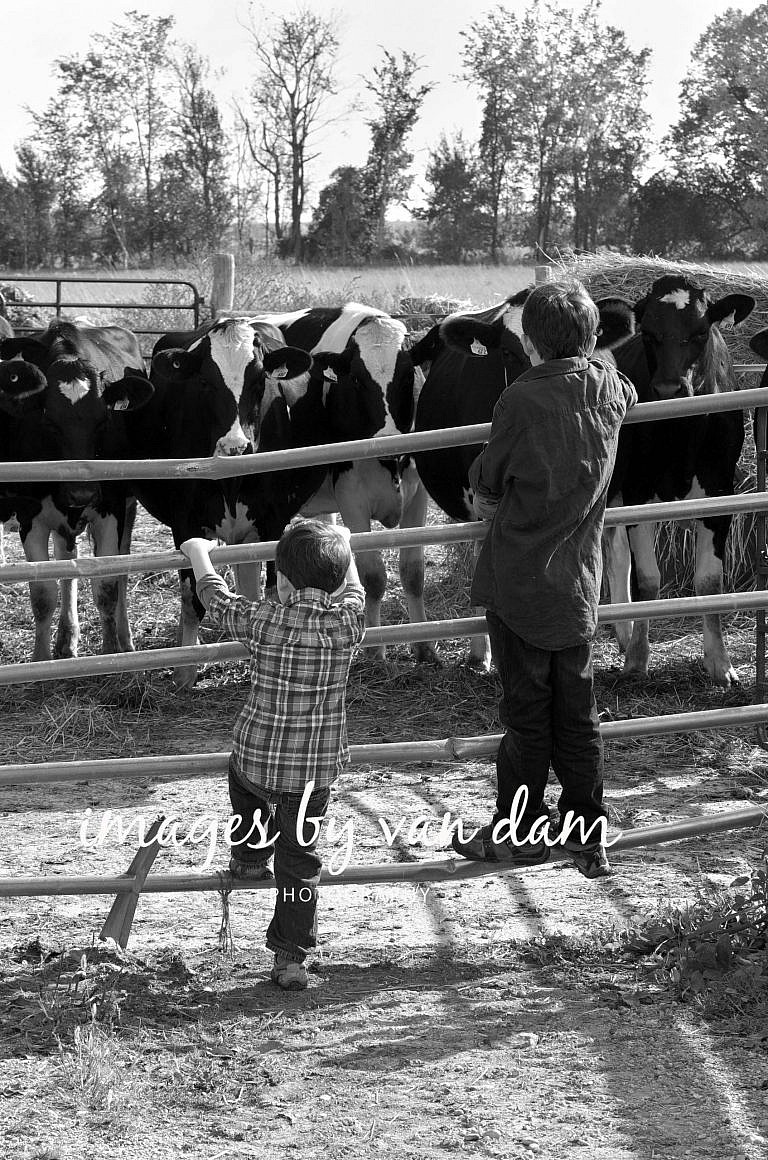 Two young boys climb a fence to get a better look at the cows stayner photographer barrie photographer family portraits wasaga photographer collingwood photographer