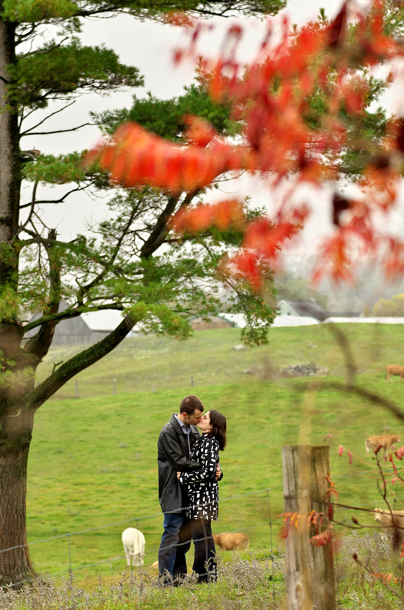 Couple kisses under lone tree on farm with red sumac, cows, and barn