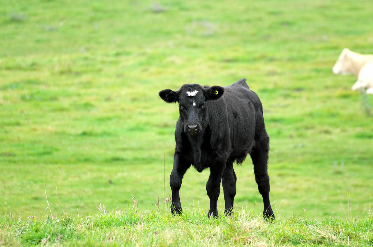Black cow in green field