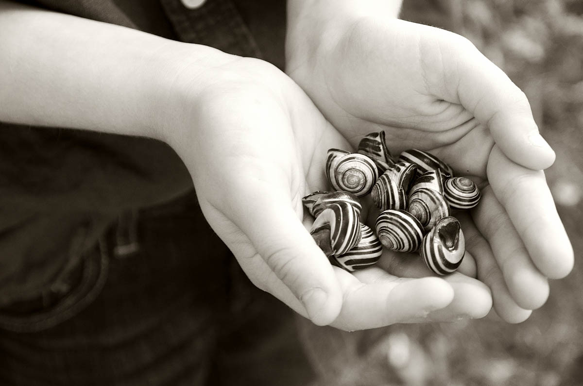 Close Up of a Young Boy's Hands Holding a Collection of Snail Shells